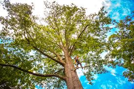 Best Stump Grinding and Removal  in Kemp, TX