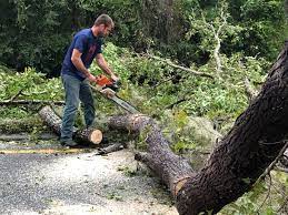 Best Storm Damage Tree Cleanup  in Kemp, TX