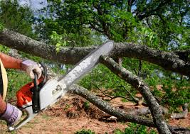 Best Hedge Trimming  in Kemp, TX