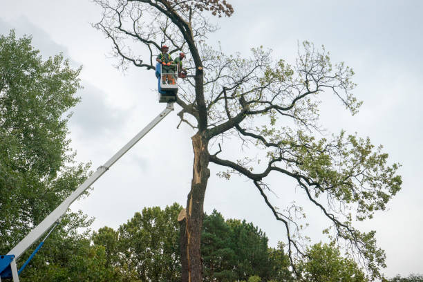 Best Firewood Processing and Delivery  in Kemp, TX