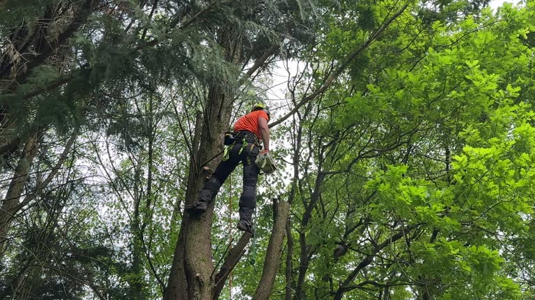 Best Tree Removal  in Kemp, TX