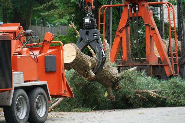 Best Utility Line Clearance  in Kemp, TX