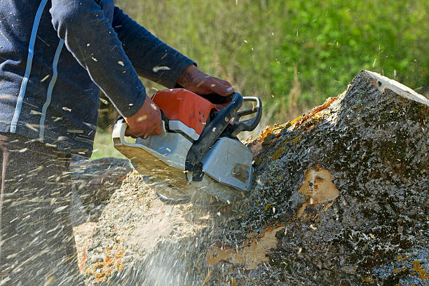 Best Tree Risk Assessment  in Kemp, TX