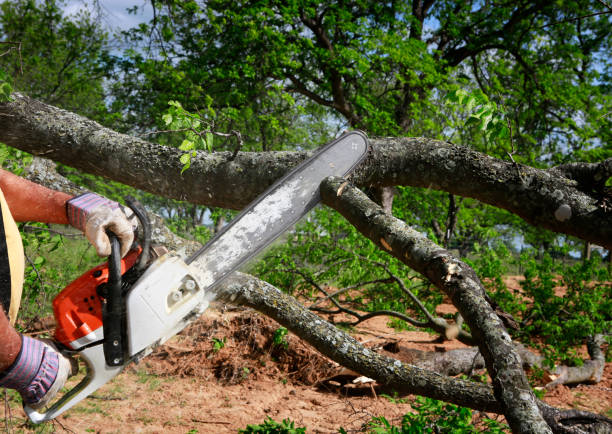 Best Lawn Grading and Leveling  in Kemp, TX